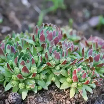 Foto von Gewöhnliche Fransenhauswurz (Sempervivum globiferum)