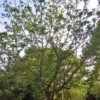 Foto von Japanische Walnuss (Juglans ailantifolia)
