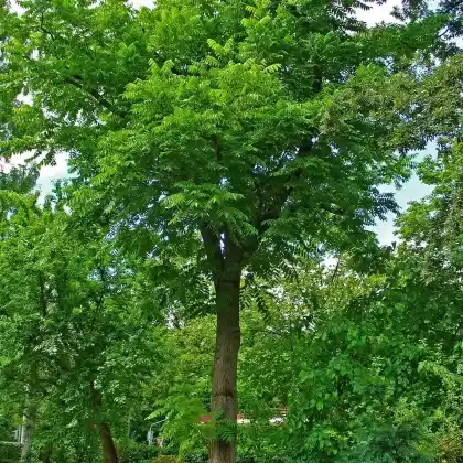Foto von Butternuss (Juglans cinerea)