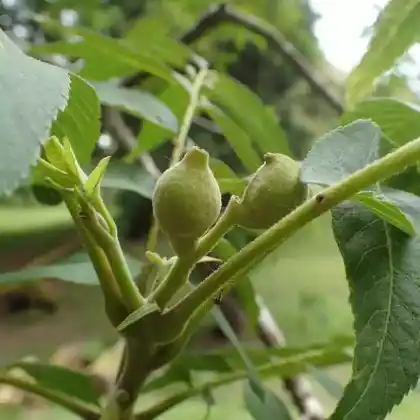Foto von Kleinfruchtige Walnuss (Juglans microcarpa)