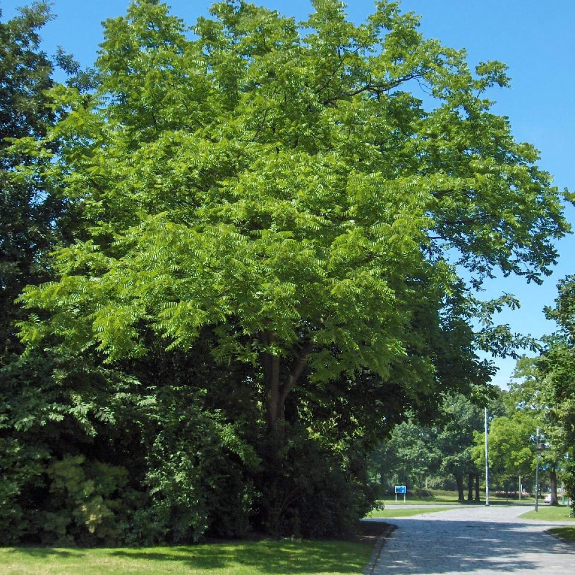 Schwarznuss (Juglans nigra)