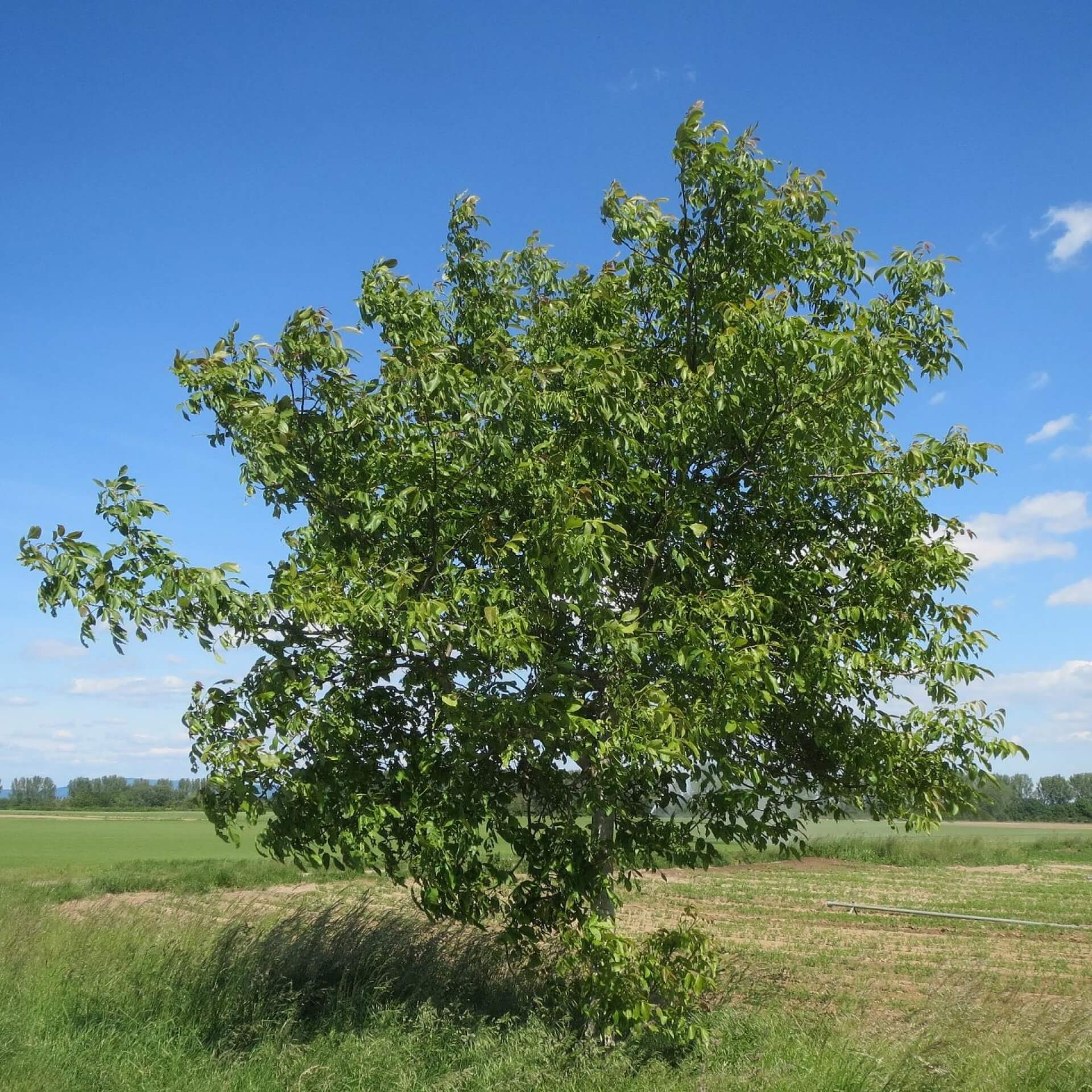 Echte Walnuss (Juglans regia)