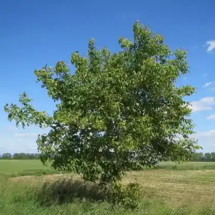 Foto von Echte Walnuss (Juglans regia)