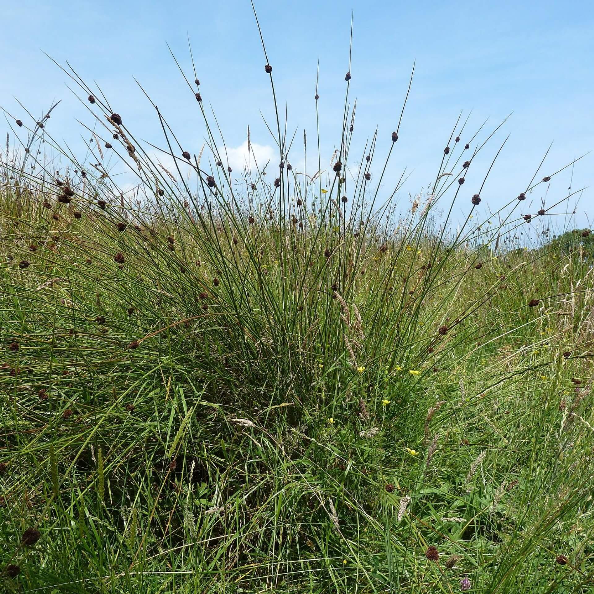 Knäuel-Binse (Juncus conglomeratus)