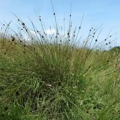 Foto von Knäuel-Binse (Juncus conglomeratus)