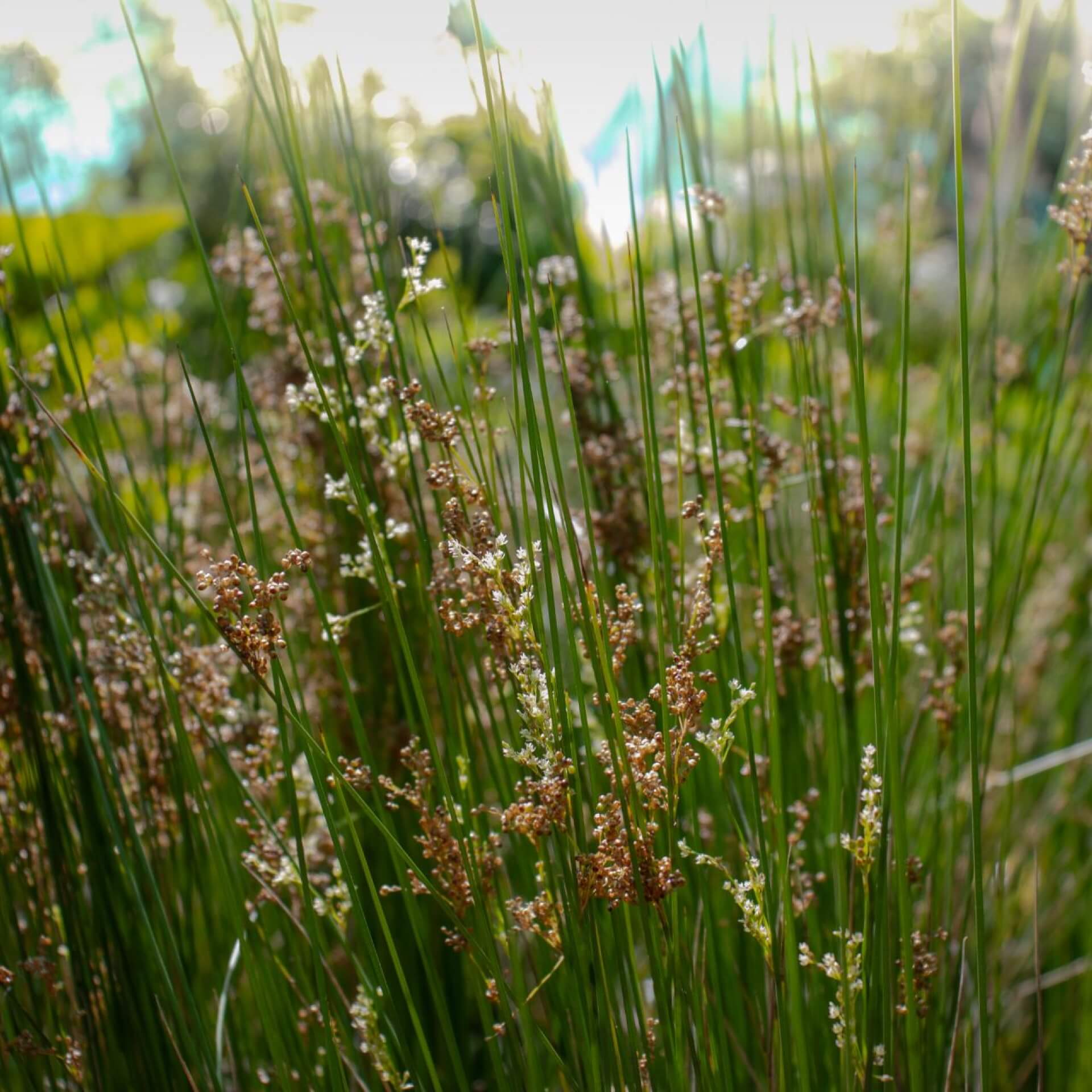 Flatter-Binse (Juncus effusus)