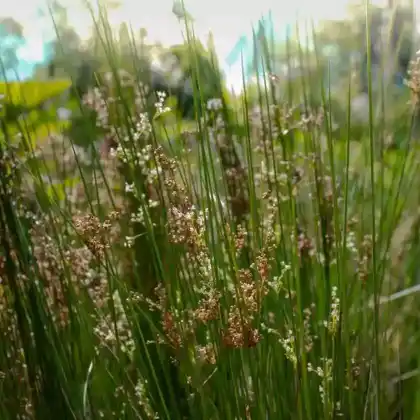 Foto von Flatter-Binse (Juncus effusus)
