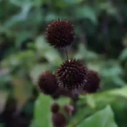 Foto von Schwertblättrige Binse (Juncus ensifolius)