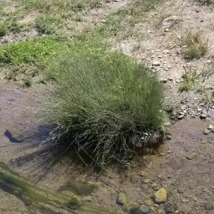 Foto von Blaugrüne Binse (Juncus inflexus)