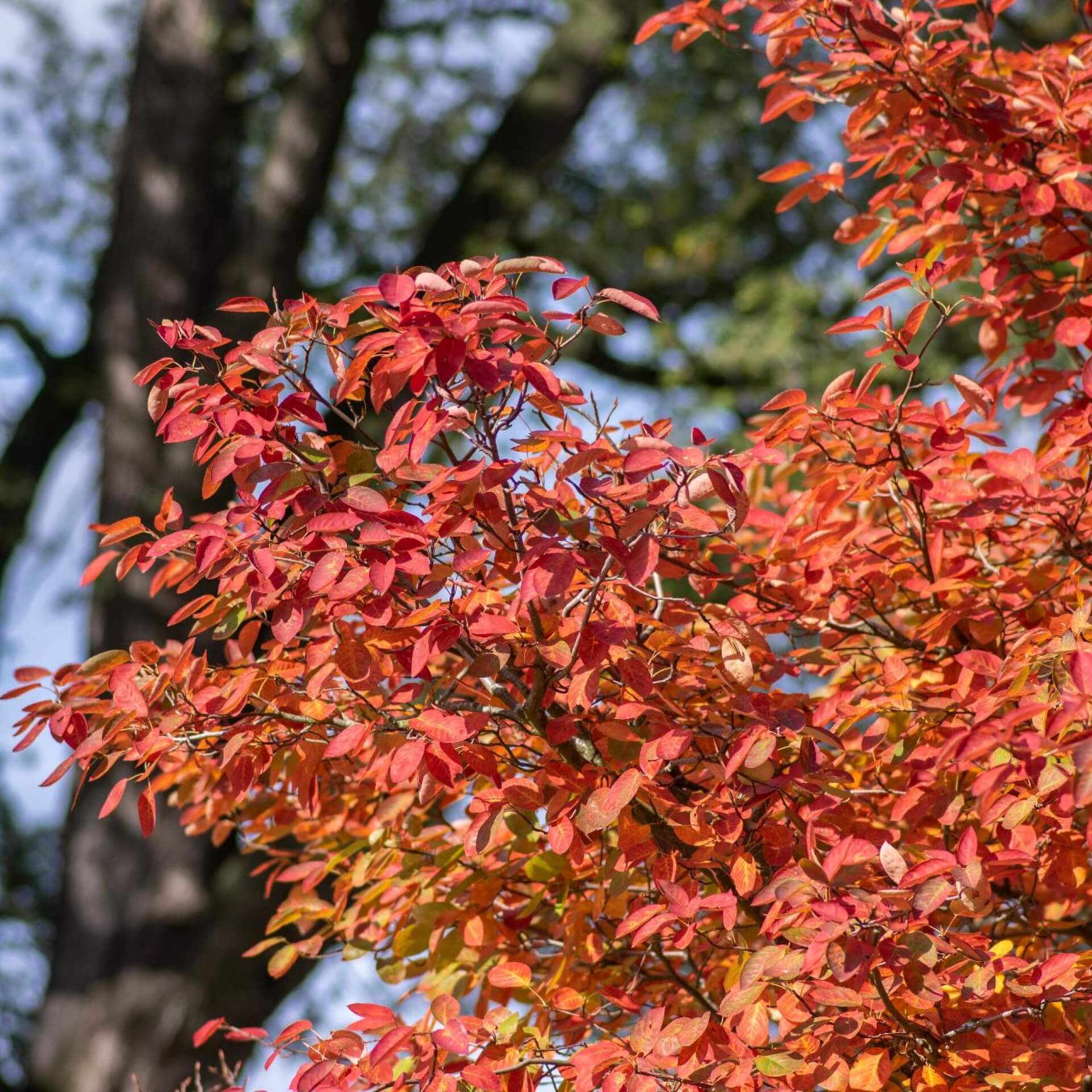 Kupfer-Felsenbirne (Amelanchier lamarckii)