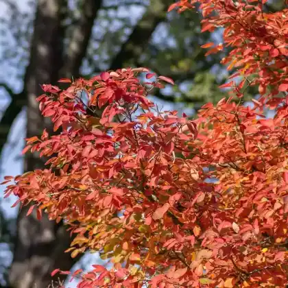 Foto von Kupfer-Felsenbirne (Amelanchier lamarckii)
