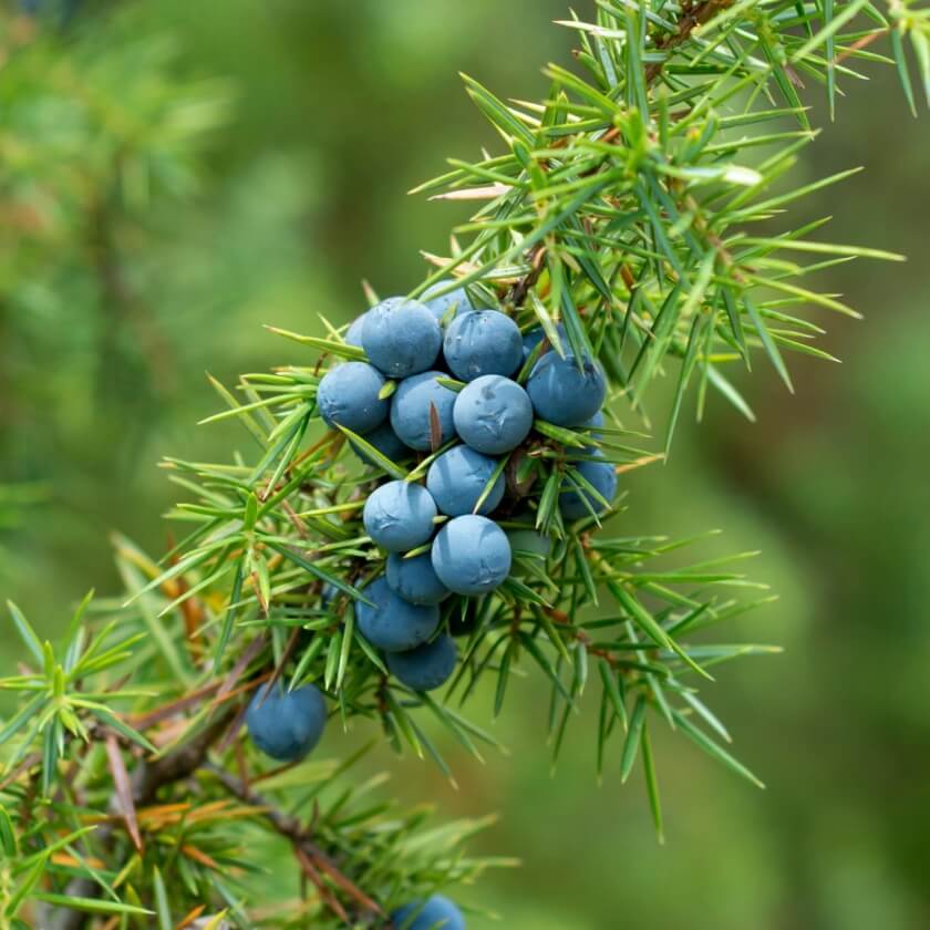 Gewöhnlicher Wacholder / Juniperus communis