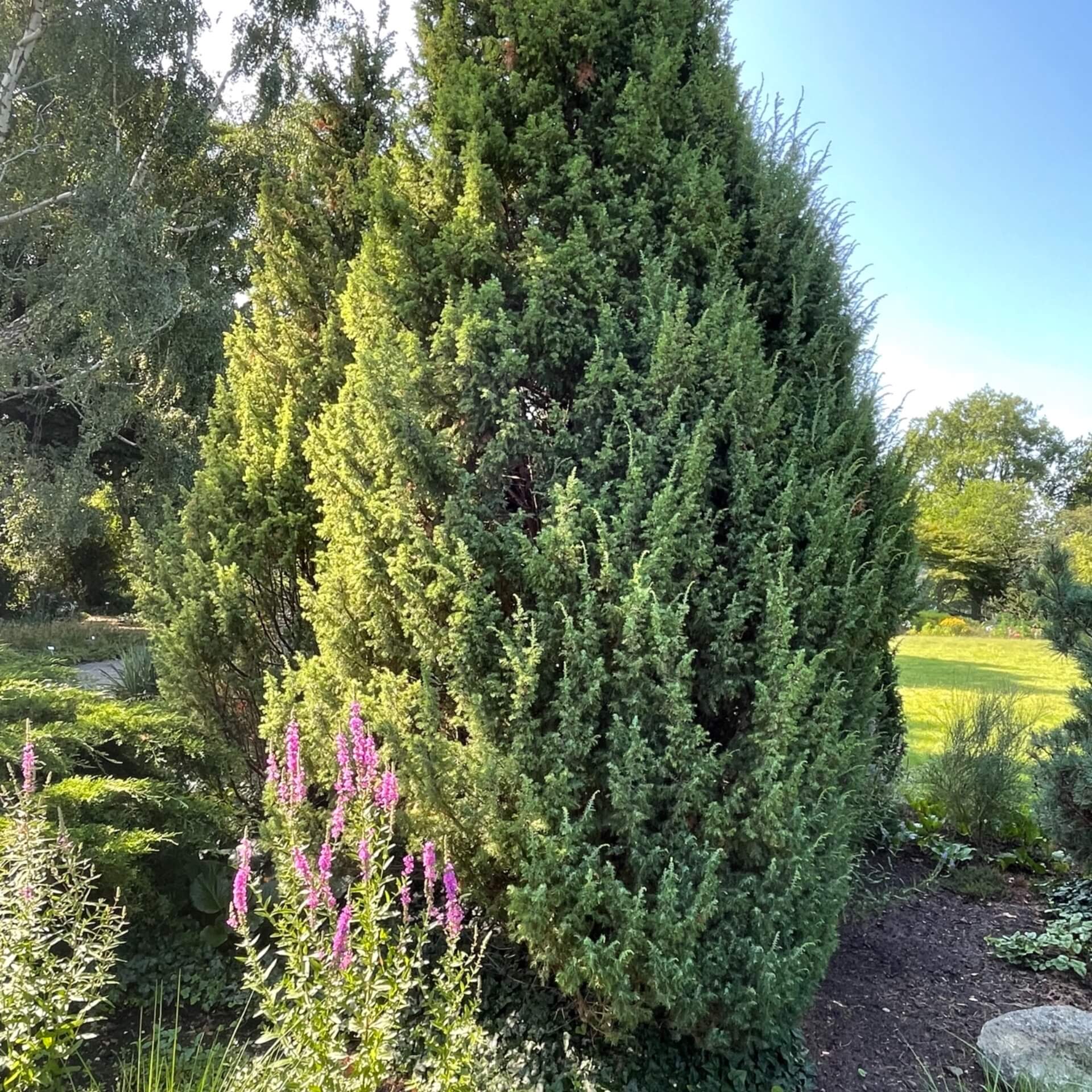 Gewöhnlicher Wacholder (Juniperus communis)