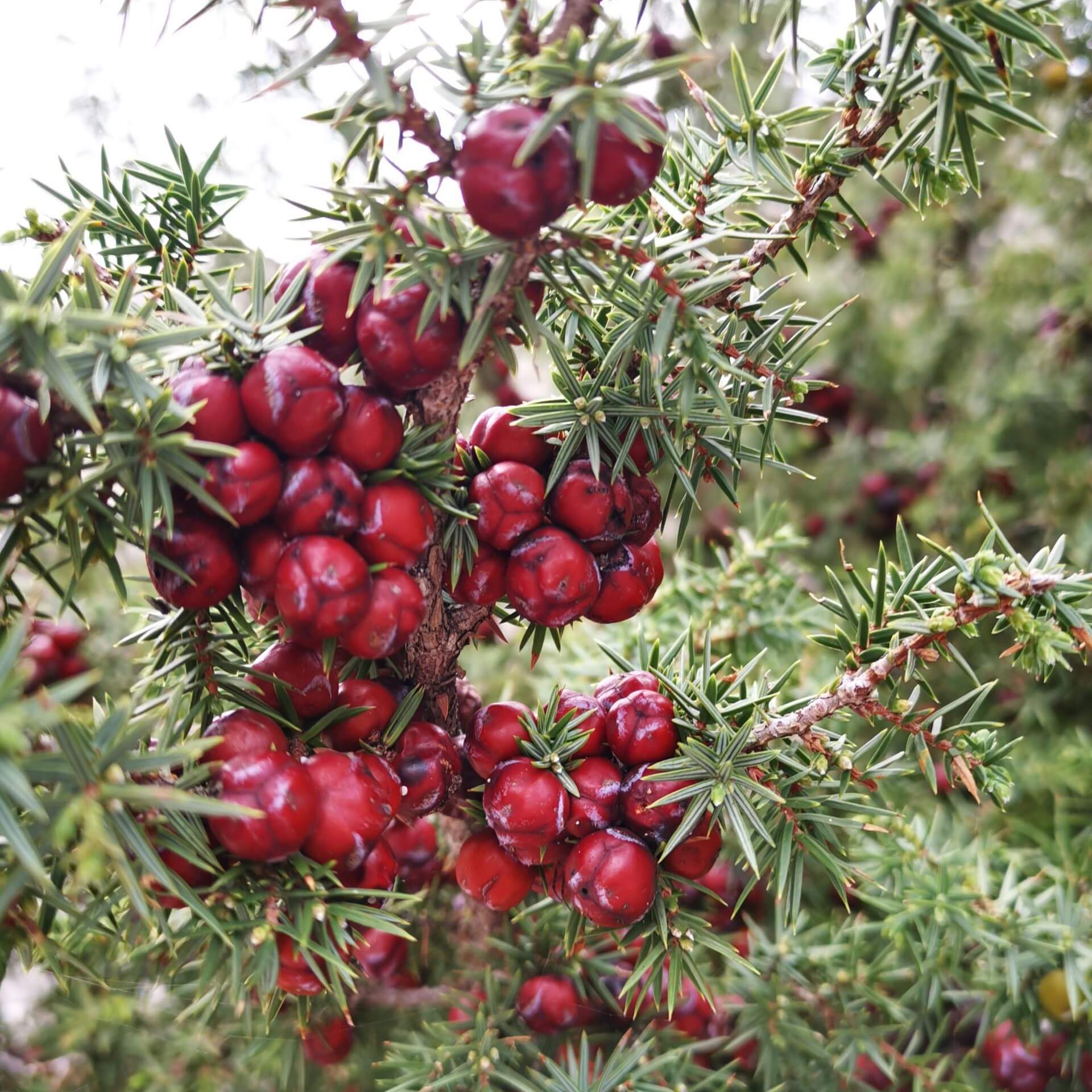 Rotbeeriger Wacholder (Juniperus oxycedrus)