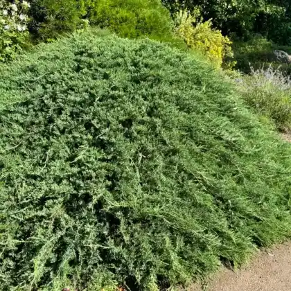 Foto von Sadebaum (Juniperus sabina)