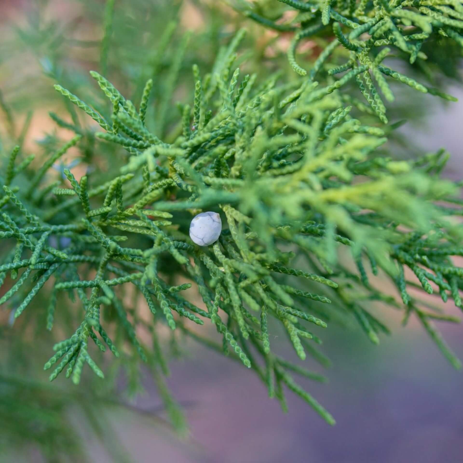 Felsengebirgs-Wacholder (Juniperus scopulorum)