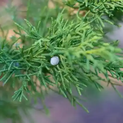 Foto von Felsengebirgs-Wacholder (Juniperus scopulorum)