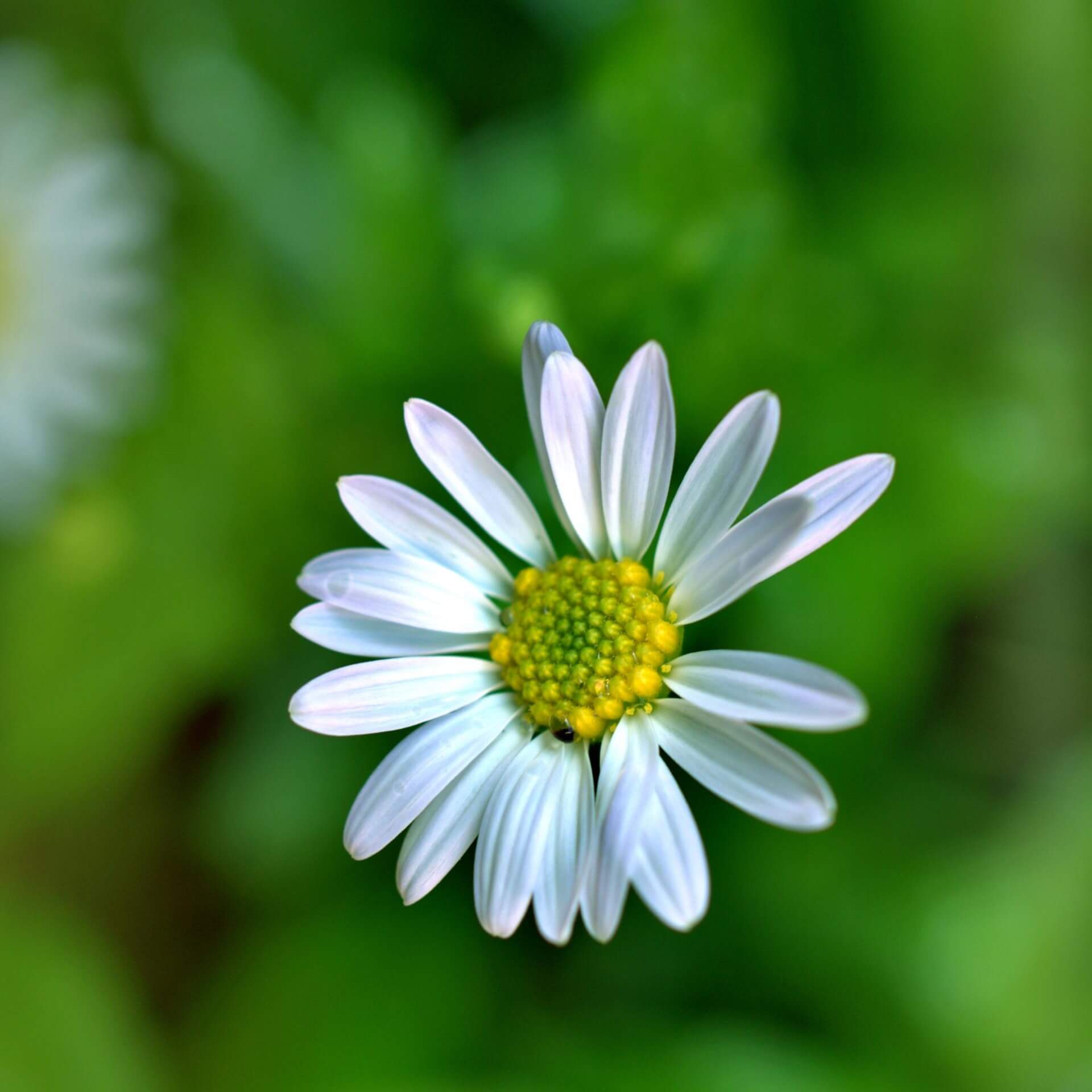 Schönaster 'Alba' (Kalimeris incisa 'Alba')