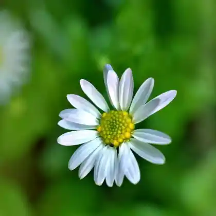 Foto von Schönaster 'Alba' (Kalimeris incisa 'Alba')