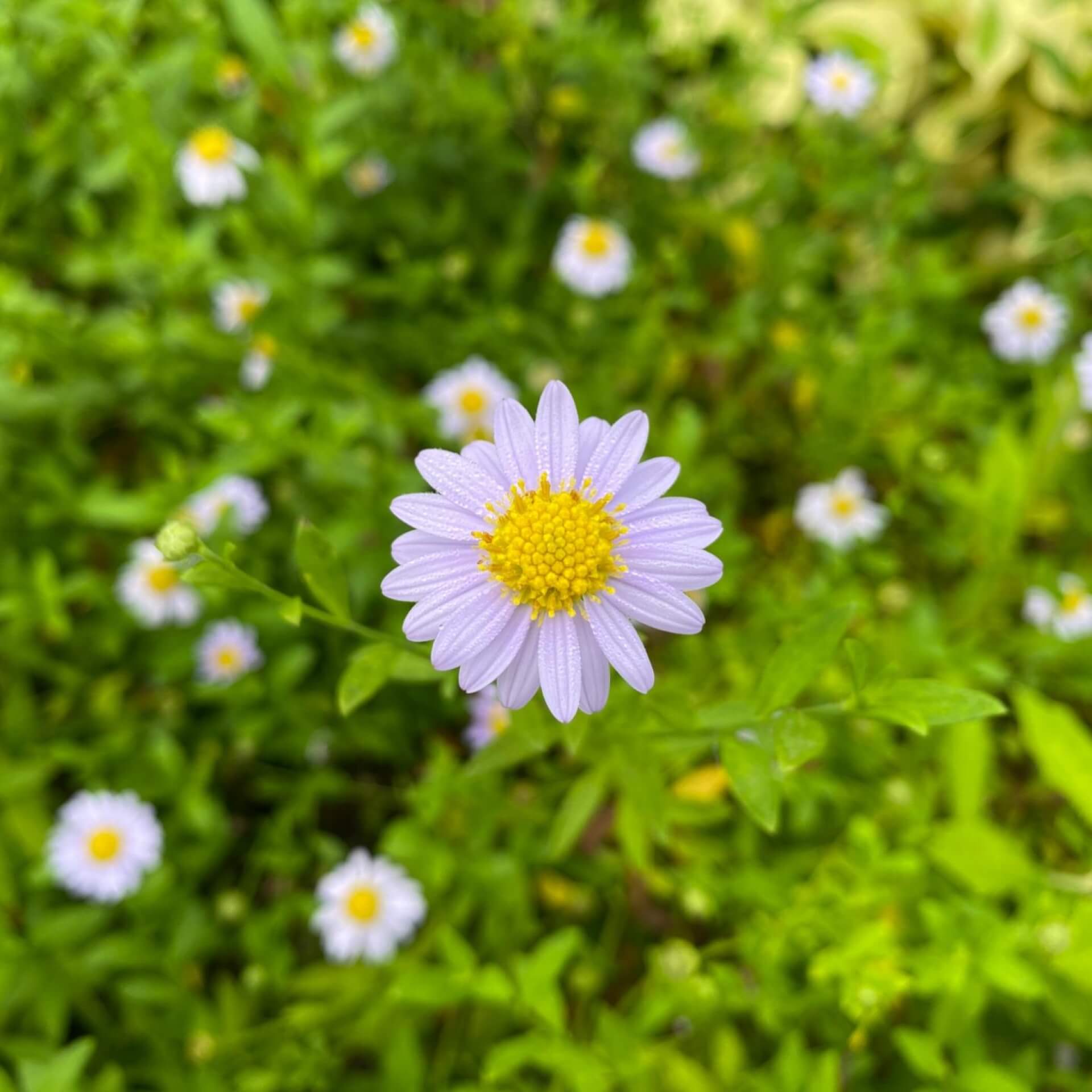 Schönaster 'Blue Star' (Kalimeris incisa 'Blue Star')