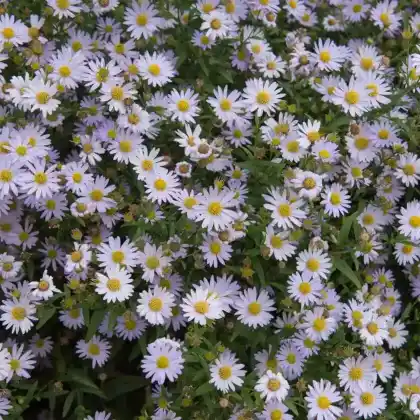 Foto von Schönaster 'Charlotte' (Kalimeris incisa 'Charlotte')