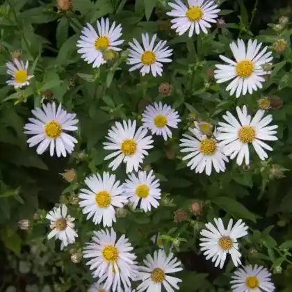 Foto von Schönaster 'Madiva' (Kalimeris incisa 'Madiva')
