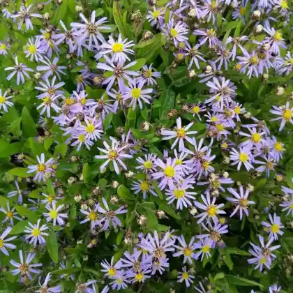 Foto von Schönaster 'Nana Blue' (Kalimeris incisa 'Nana Blue')