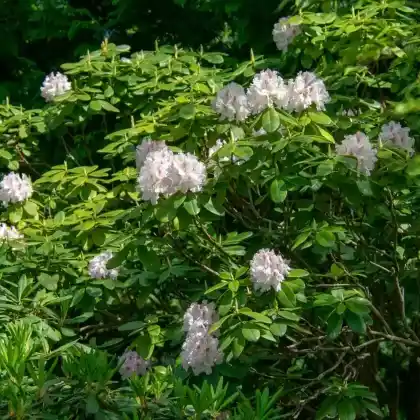 Foto von Breitblättrige Lorbeerrose (Kalmia latifolia)