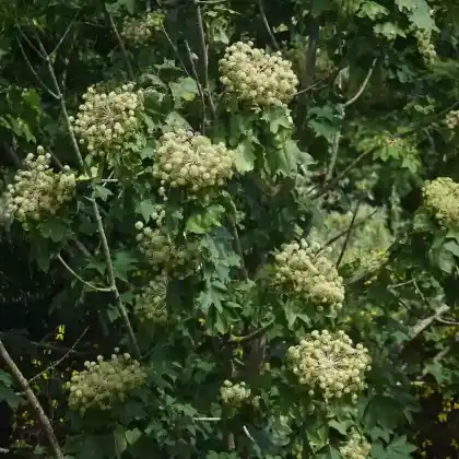 Foto von Baum-Aralie (Kalopanax septemlobus)