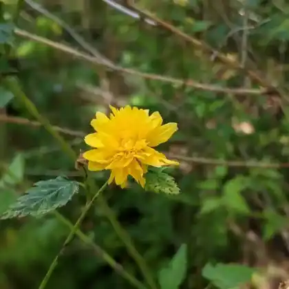 Foto von Ranunkelstrauch 'Pleniflora' (Kerria japonica 'Pleniflora')