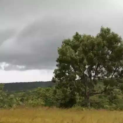 Foto von Afrikanischer Mahagonibaum (Khaya senegalensis)