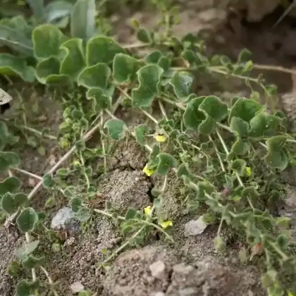 Foto von Eiblättriges Tännelkraut (Kickxia spuria)