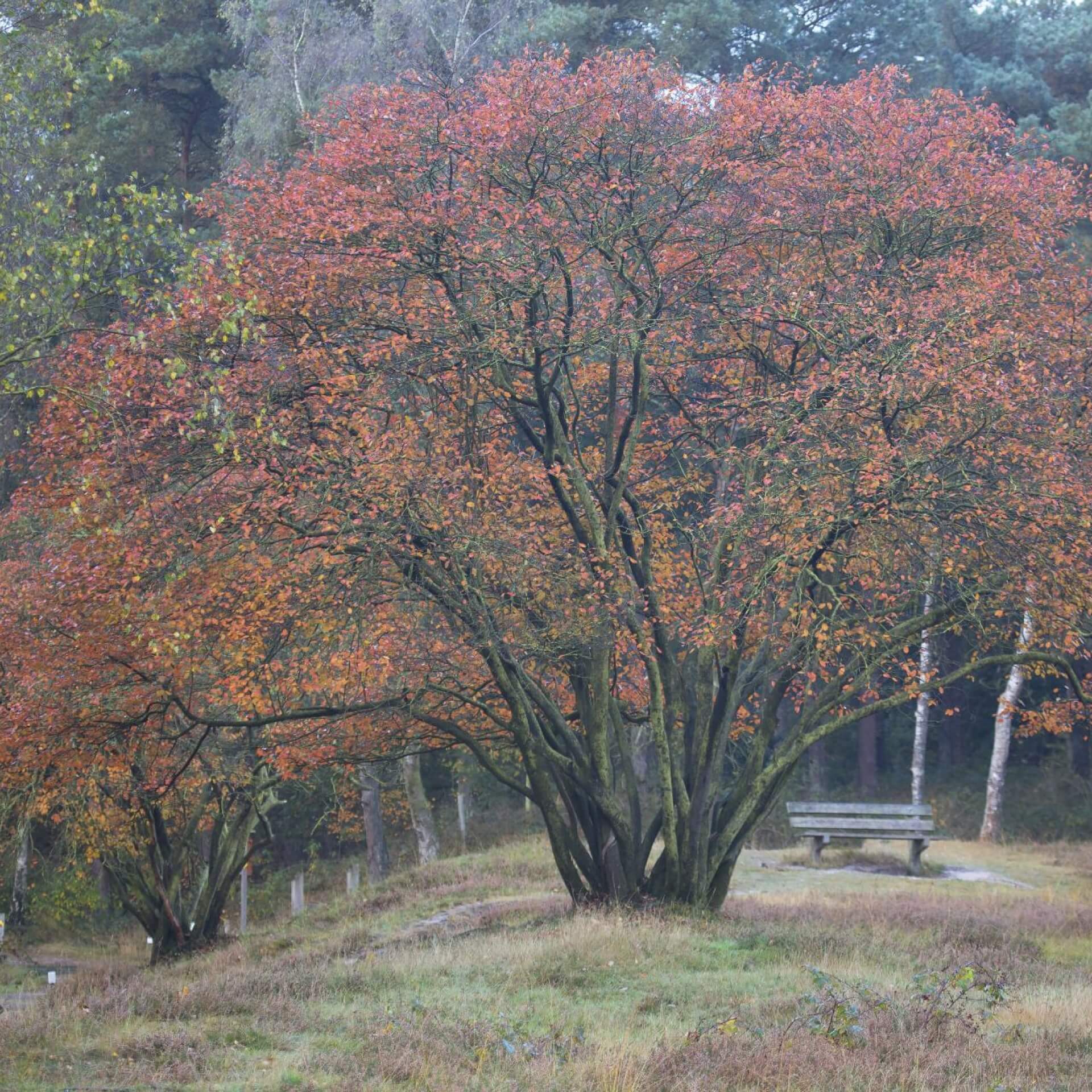 Gewöhnliche Felsenbirne (Amelanchier ovalis)