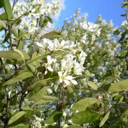 Foto von Gewöhnliche Felsenbirne (Amelanchier ovalis)