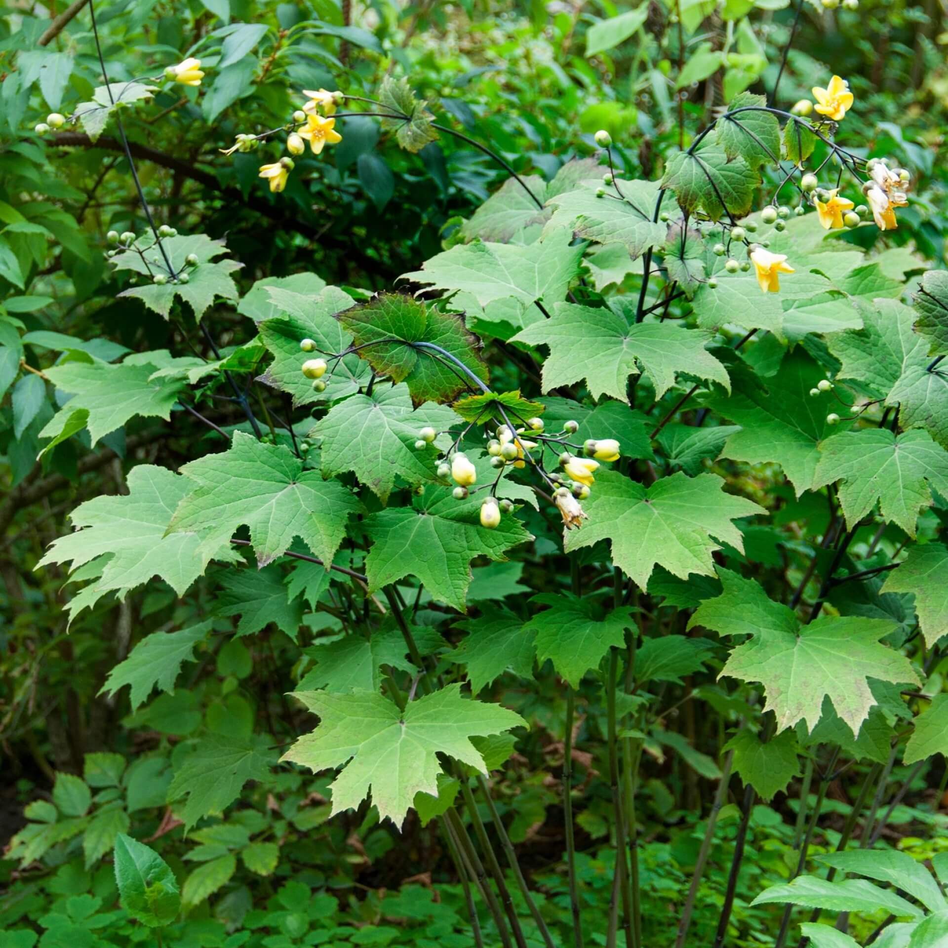 Japanische Wachsglocke (Kirengeshoma palmata)