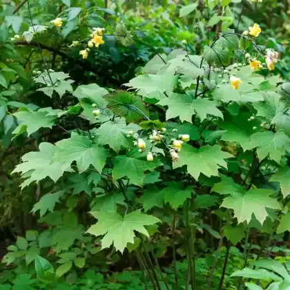 Foto von Japanische Wachsglocke (Kirengeshoma palmata)