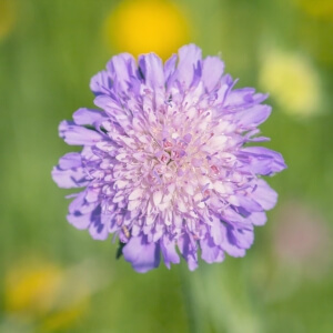 Knautia arvensis