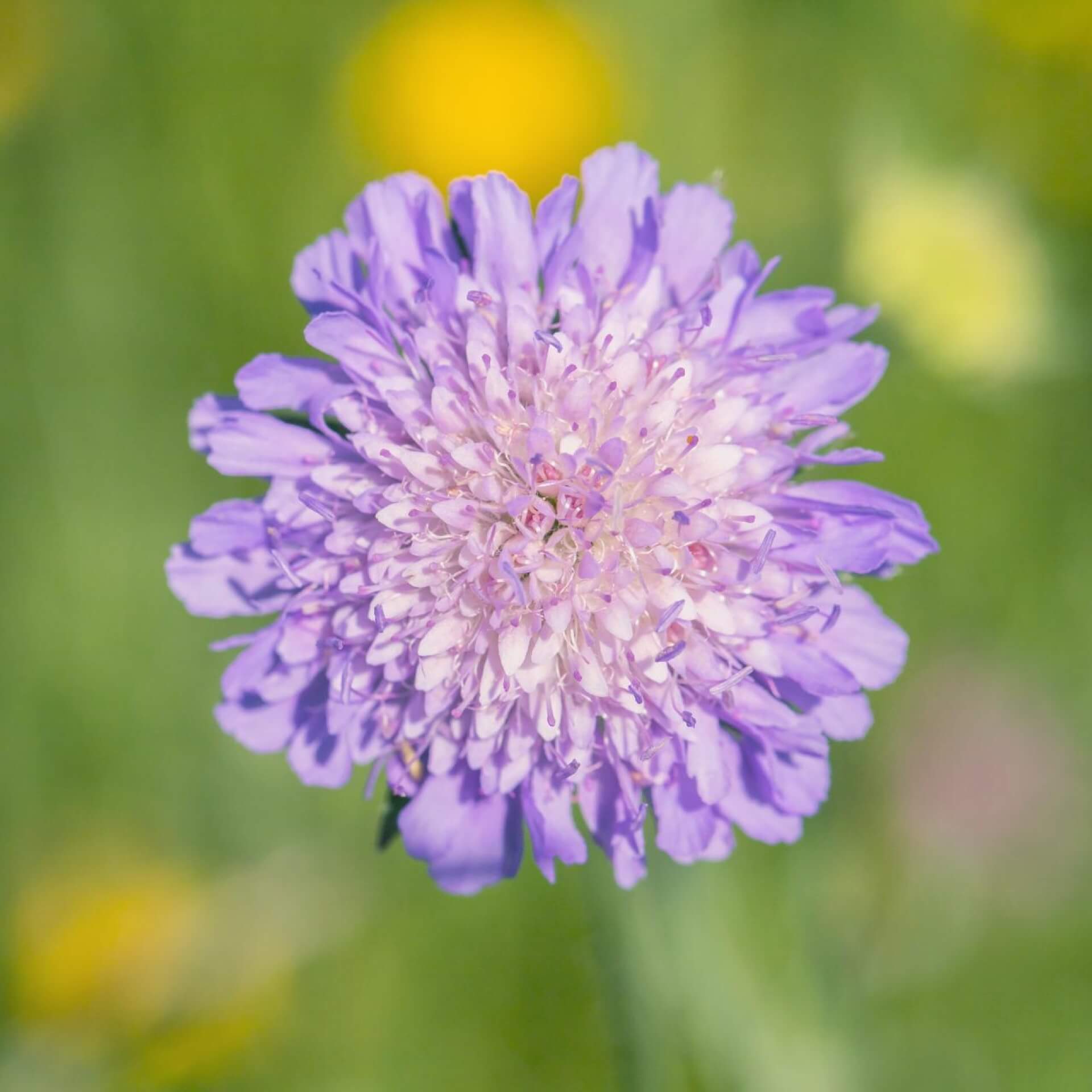 Wiesen-Witwenblume (Knautia arvensis)