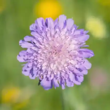 Foto von Wiesen-Witwenblume (Knautia arvensis)