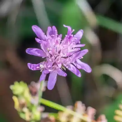 Foto von Wald-Witwenblume (Knautia dipsacifolia)