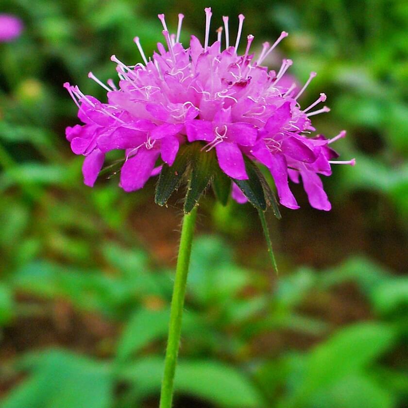 Ungarische Witwenblume dein Garten ökologisch & pflegeleicht