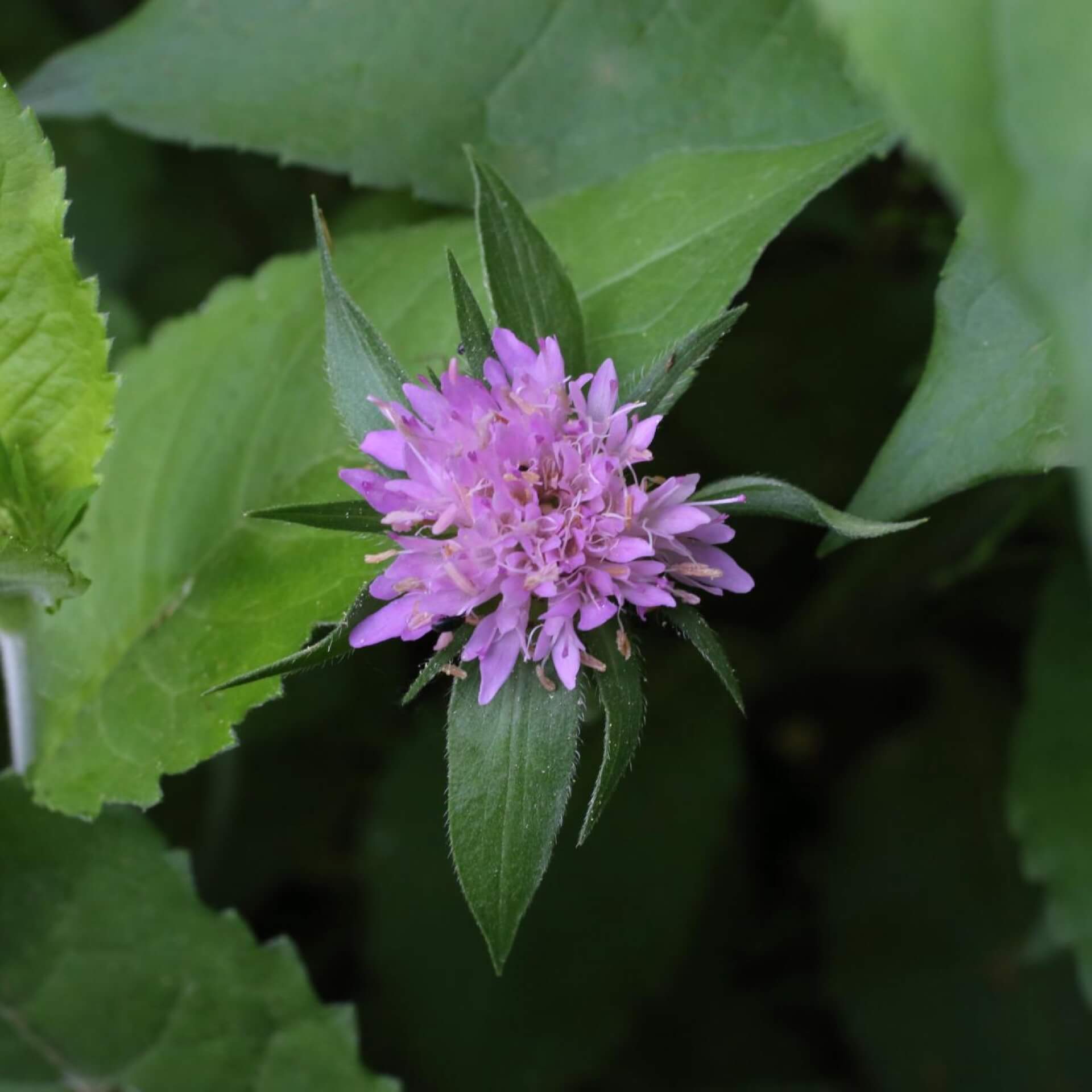 Ungarische Witwenblume (Knautia drymeia)