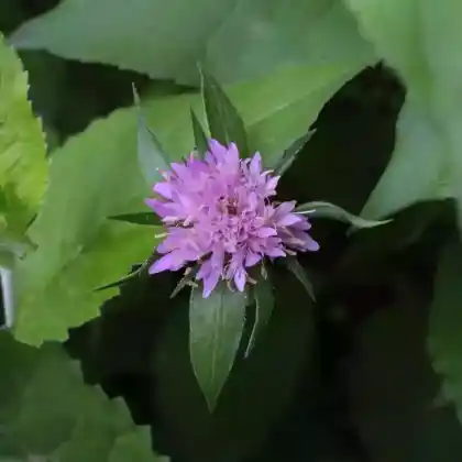 Foto von Ungarische Witwenblume (Knautia drymeia)
