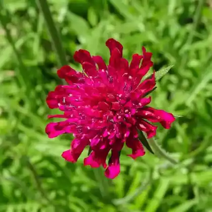 Foto von Mazedonische Witwenblume (Knautia macedonica)