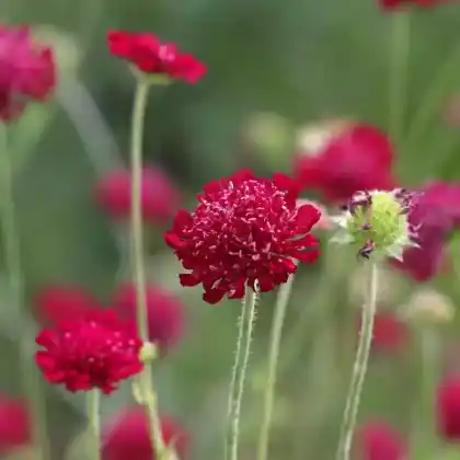 Foto von Mazedonische Witwenblume 'Mars Midget' (Knautia macedonica 'Mars Midget')