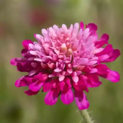 Foto von Mazedonische Witwenblume 'Melton Pastells' (Knautia macedonica 'Melton Pastells')