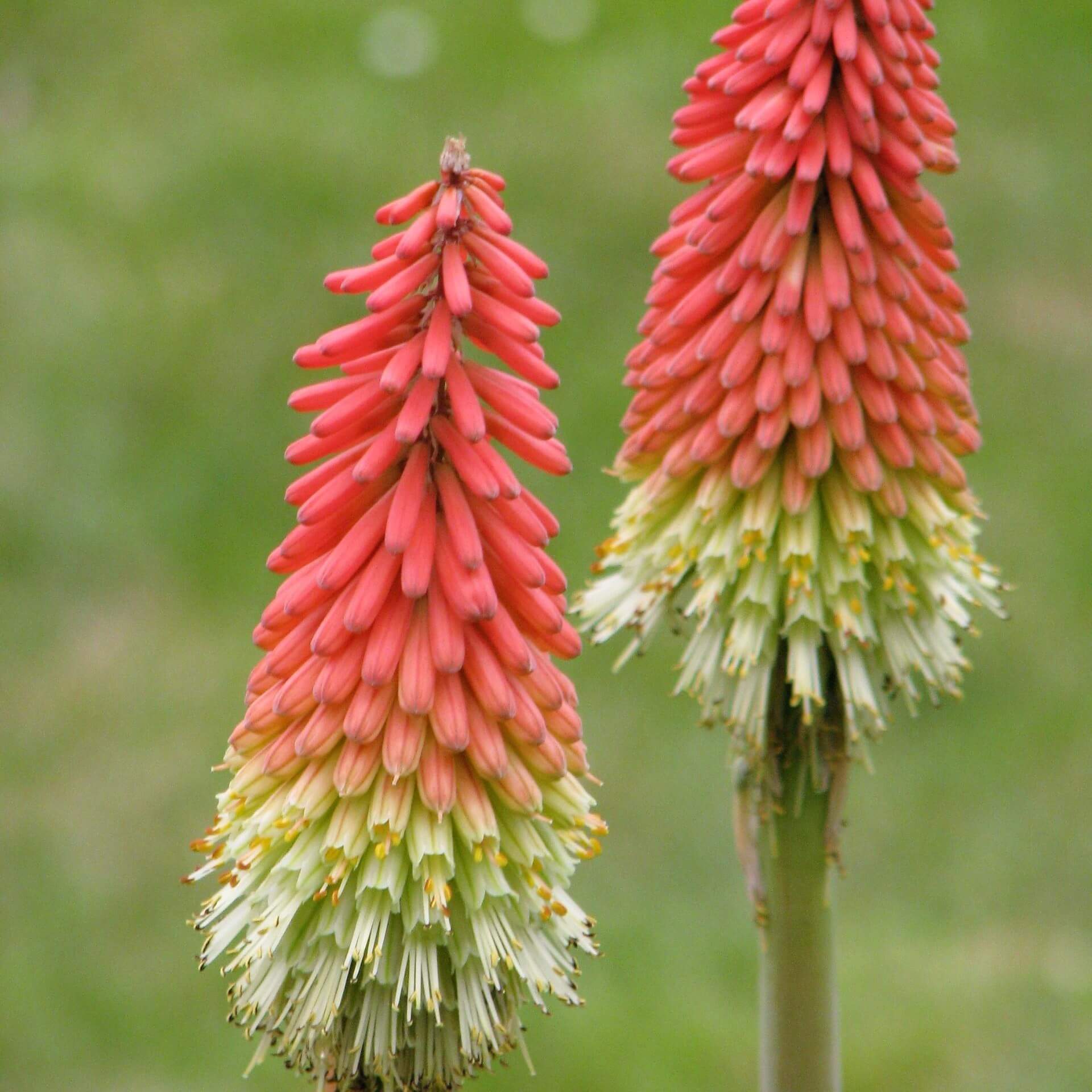 Schopf-Fackellilie 'Express' (Kniphofia uvaria 'Express')