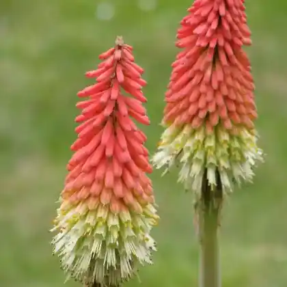 Foto von Schopf-Fackellilie 'Express' (Kniphofia uvaria 'Express')