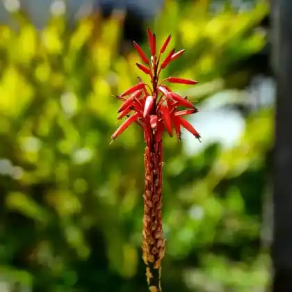 Foto von Schopf-Fackellilie 'Royal Standard' (Kniphofia uvaria 'Royal Standard')