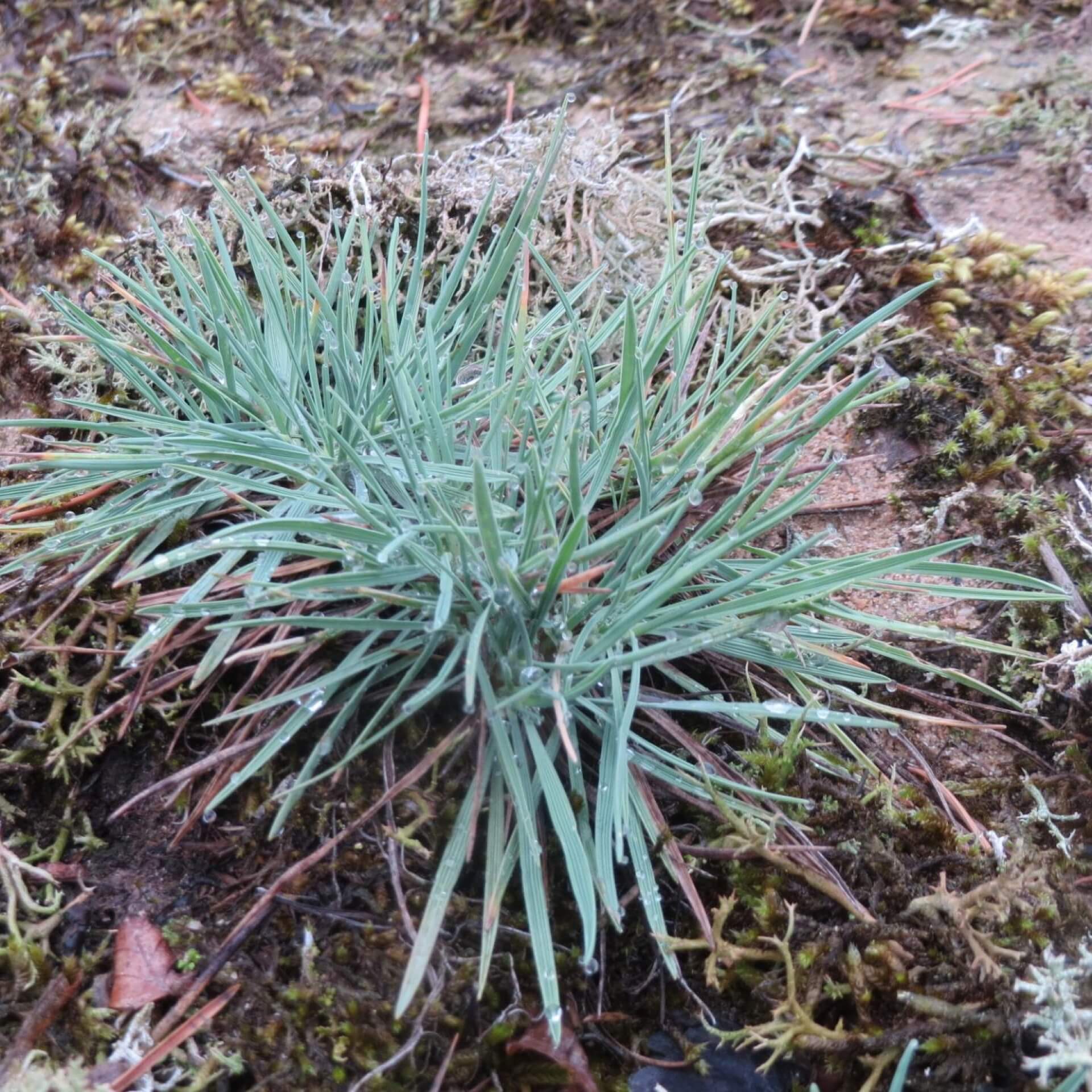 Blaugraue Kammschmiele (Koeleria glauca)